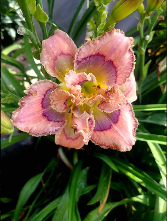 Topguns Game On, Daylily