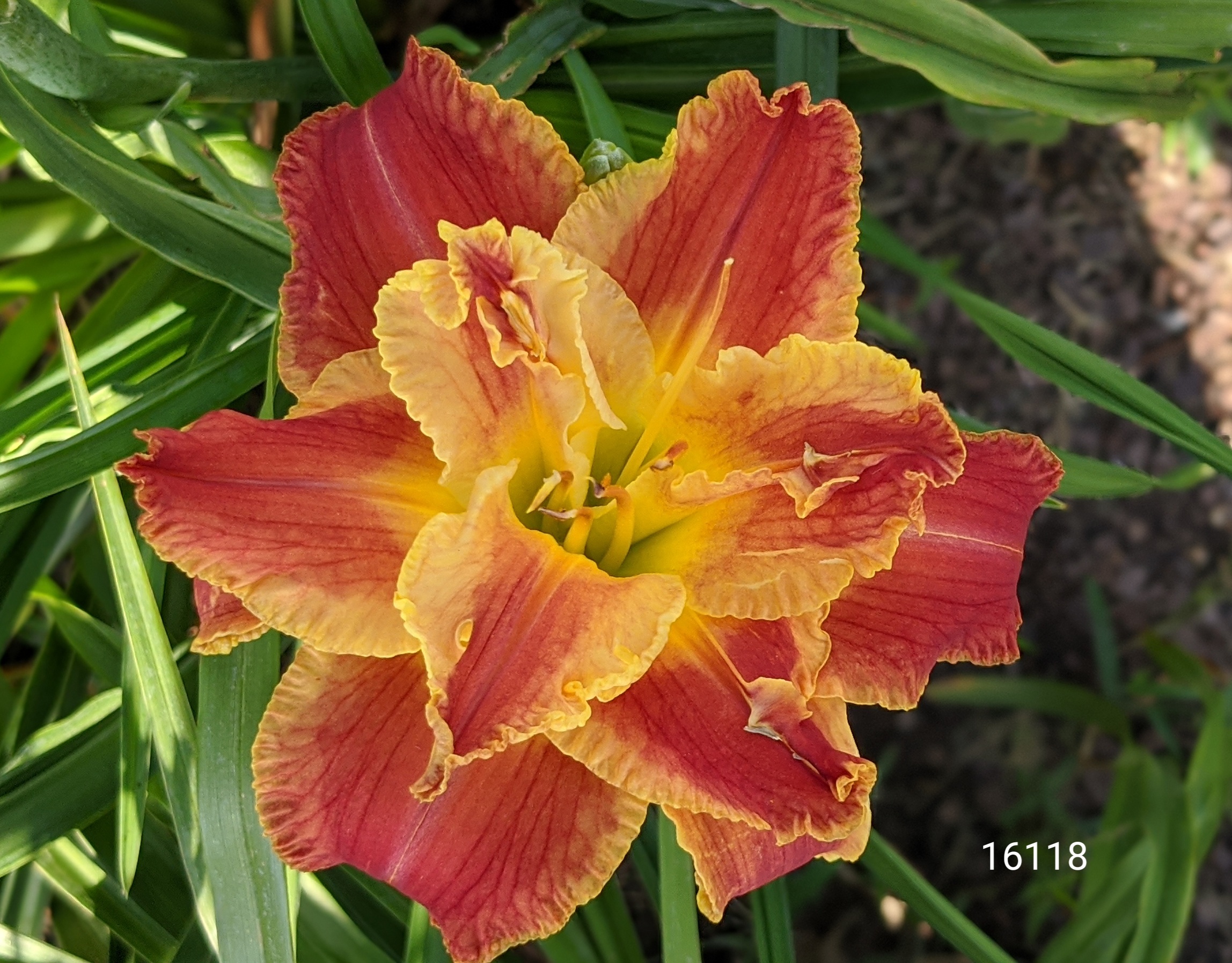 Topguns Daylily Garden