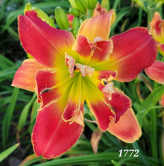 Topguns Daylily Garden