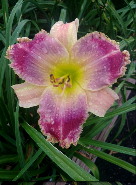 Topguns Ghost Whisperer, Daylily