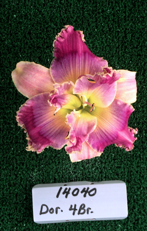 Topguns Ghost Whisperer, Daylily