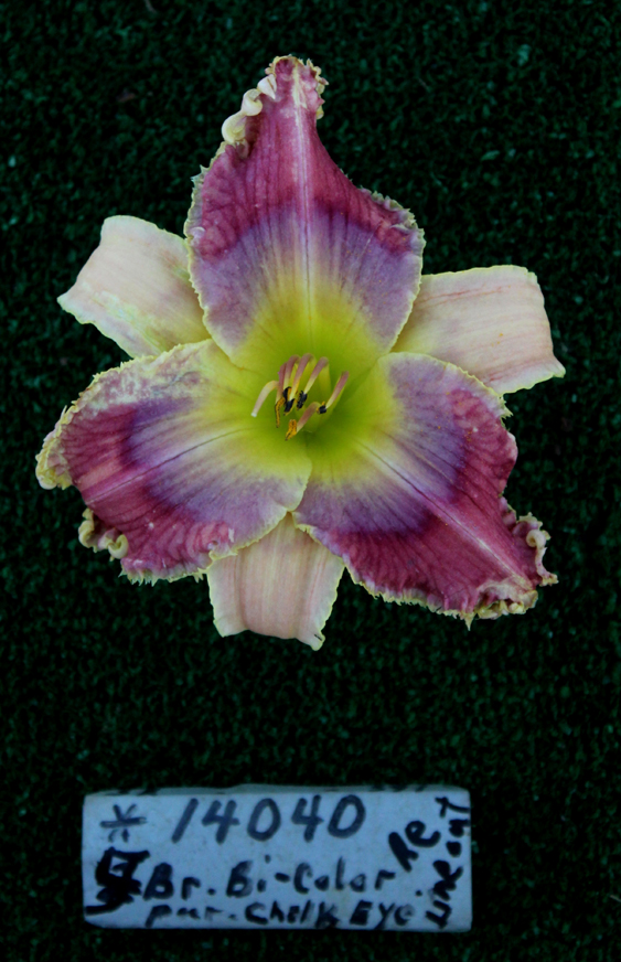 Topguns Ghost Whisperer, Daylily