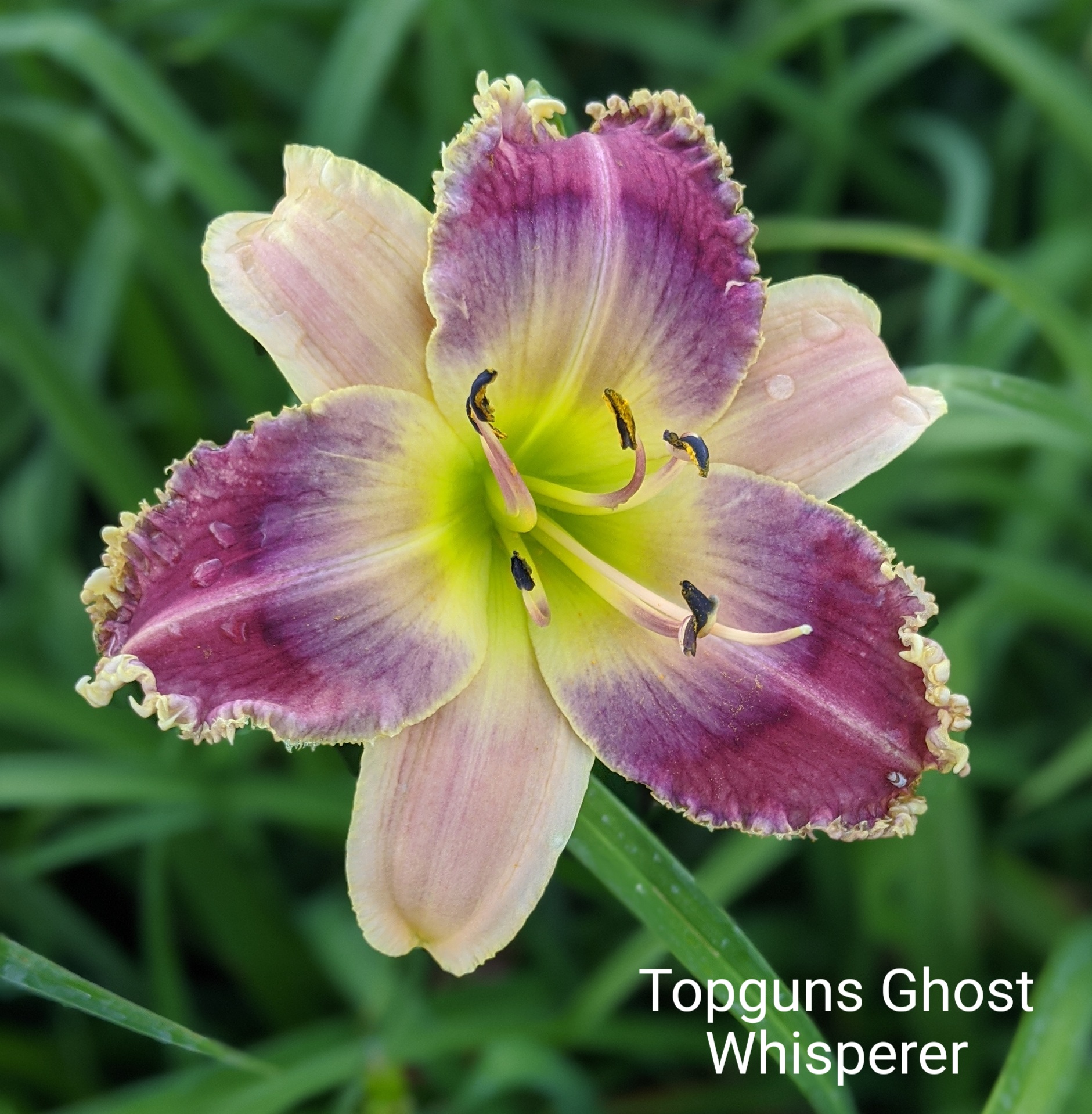 Topguns Ghost Whisperer, Daylily