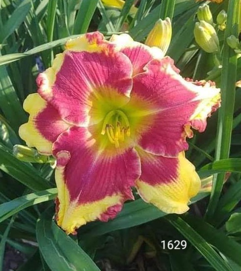 Topguns Daylily Garden